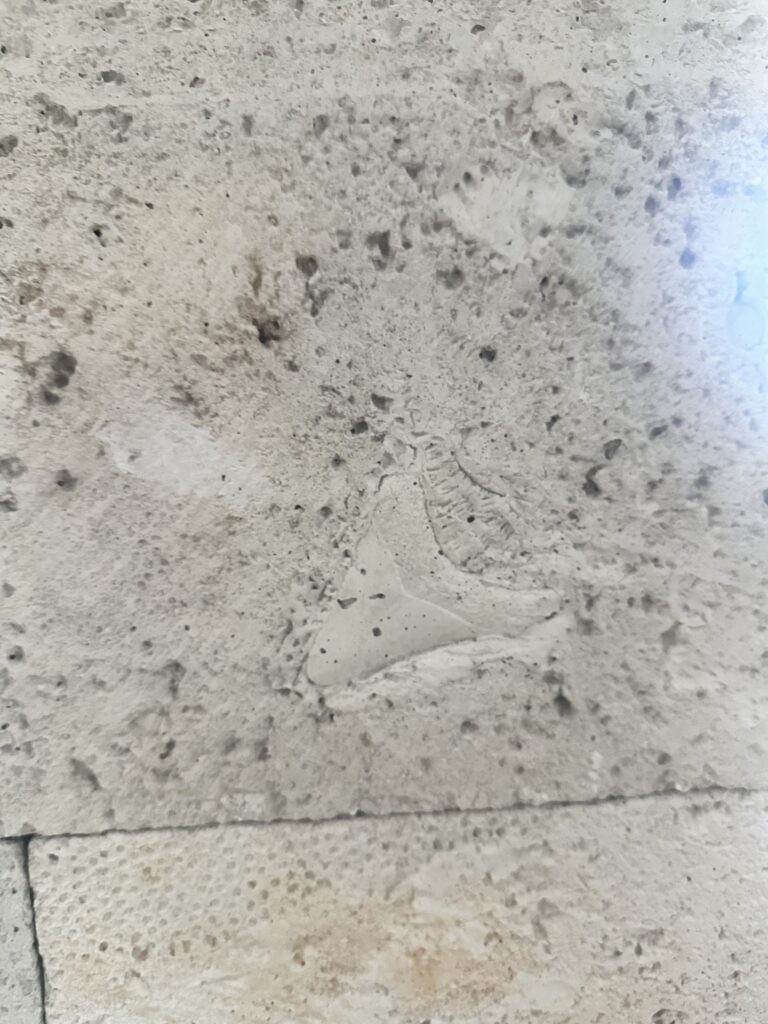 Find the "fossils" in our sandstone fireplace surround!